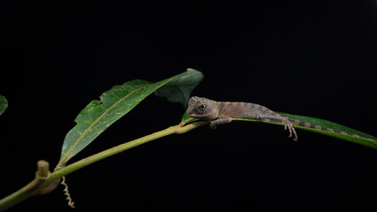 Macro Closeup image of rare species lizard of Sabah, Borneo