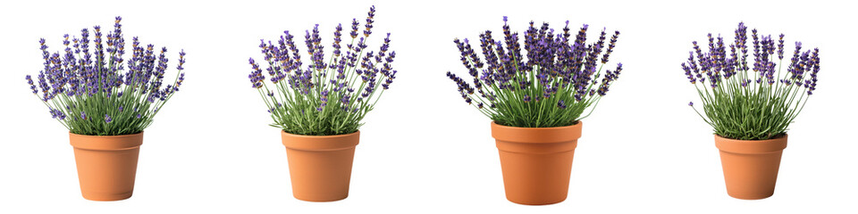 Fototapeta premium Vibrant lavender blooms adorning rustic clay pots create a tranquil and soothing ambiance perfect for any garden home or spa setting