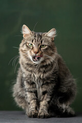 Cute and funny rescued cat making funny faces for the adoption images. 