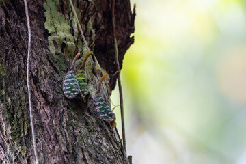 Marco image Group of Lantern bug (Pyrops sidereus) at Rainforest jungle Sabah, Borneo.