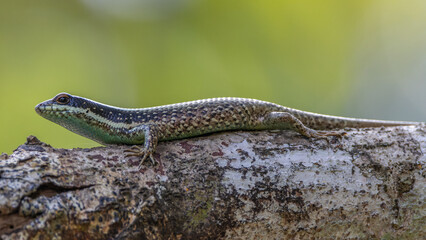 Borneo skink or striped tree skink, is a species of lizard endemic to Borneo.