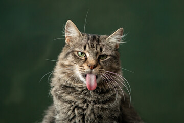 Beautiful and funny rescued cat portrait on a green background.  