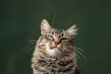 Cute and funny rescued cat making funny faces for the adoption images. 