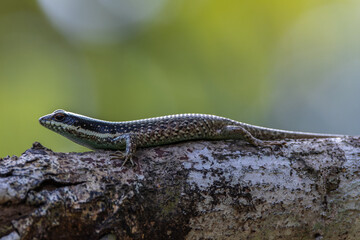 Borneo skink or striped tree skink, is a species of lizard endemic to Borneo.