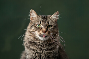 Beautiful and funny rescued cat portrait on a green background.	