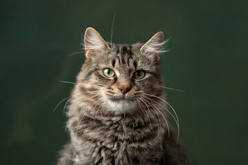 Beautiful and funny rescued cat portrait on a green background.	