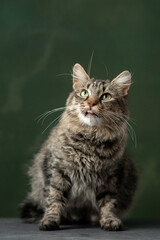 Beautiful and funny rescued cat portrait on a green background.	