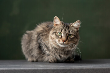 Beautiful and funny rescued cat portrait on a green background.	