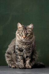 Beautiful and funny rescued cat portrait on a green background.	