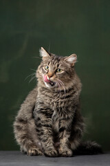 Beautiful and funny rescued cat portrait on a green background.  