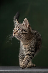 Beautiful and funny rescued cat portrait on a green background.	