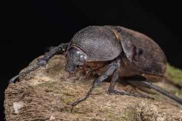 Marco image of Three-Horned Beetle (Chalcosoma Caucasus) of Sabah, Borneo.