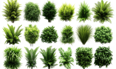  various types of green plants and grasses isolated on a transparent background, a collection of different vegetation