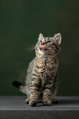 Fototapeta premium Beautiful and funny rescued cat portrait on a green background. 