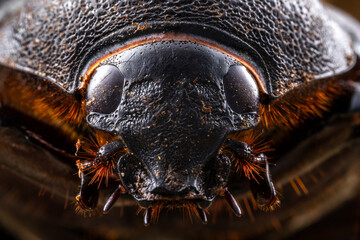 Marco image of Three-Horned Beetle (Chalcosoma Caucasus) of Sabah, Borneo.
