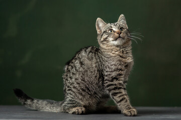 Beautiful and funny rescued cat portrait on a green background.	