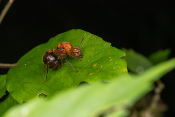Marco image of red ant - Myrmicaria brunnea of Sabah Borneo.