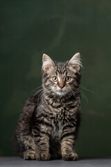 Beautiful and funny rescued cat portrait on a green background.	