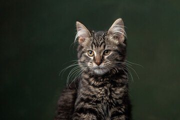 Beautiful and funny rescued cat portrait on a green background.	
