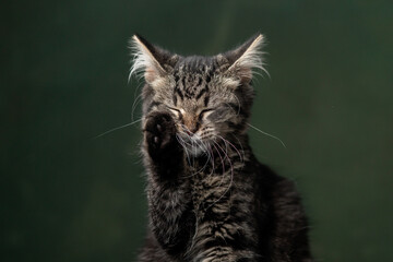 Beautiful and funny rescued cat portrait on a green background.	