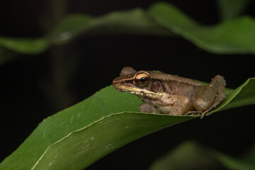 Nature wildlife image of Torrent Frog (Meristogenys phaeomerus) on deep Rainforest jungle on Sabah, Borneo