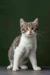 Obraz premium Beautiful and funny rescued cat portrait on a green background. 