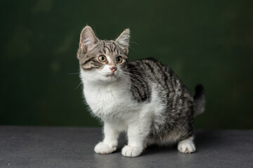 Beautiful and funny rescued cat portrait on a green background.  