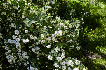 Bush of flowers Spiraea Vanhouttei at park. Beautiful ornamental plant in spring