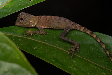 Macro Closeup image of rare species lizard of Sabah, Borneo