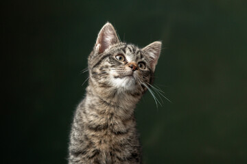 Beautiful and funny rescued cat portrait on a green background.	