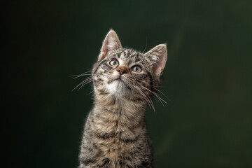 Beautiful and funny rescued cat portrait on a green background.	