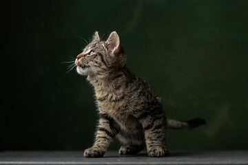 Beautiful and funny rescued cat portrait on a green background.	