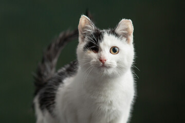 Beautiful and funny rescued cat portrait on a green background.	