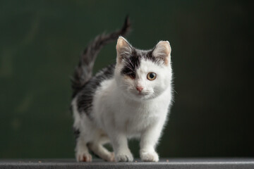 Beautiful and funny rescued cat portrait on a green background.	