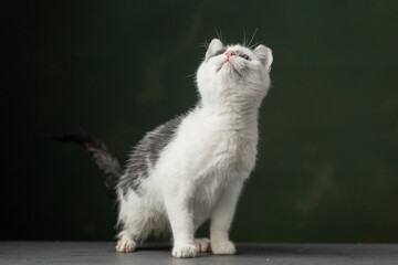 Beautiful and funny rescued cat portrait on a green background.	