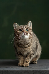 Beautiful and funny rescued cat portrait on a green background.  