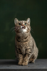 Beautiful and funny rescued cat portrait on a green background.  