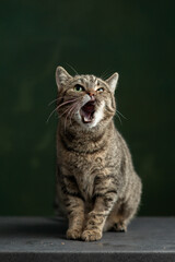 Beautiful and funny rescued cat portrait on a green background.  