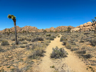 Desert landscape of the joshua tree national park, California