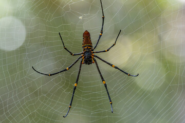 Macro image of Nephilinae spider resting in spiderweb