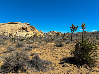 Desert landscape of the joshua tree national park, California