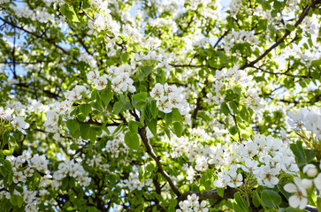 Beautiful white pear blossom. Flowering pear tree. Soft focus image of blossoming tree in spring time