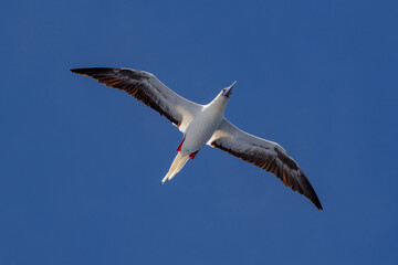 珊瑚海の鳥