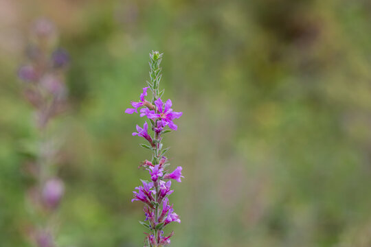 Lilac colored lythrum salicaria flower in the rural area of ​​Siirt province, Southeastern Anatolia region