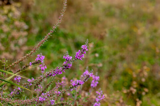 Lilac colored lythrum salicaria flower in the rural area of ​​Siirt province, Southeastern Anatolia region