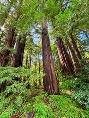 Redwood trees in the forest of Julia Pfeiffer Burns State Park, close to Monterey California USA