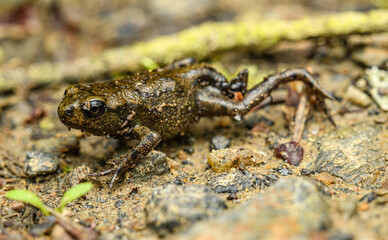 young European fire-bellied toad (Bombina bombina) on the ground