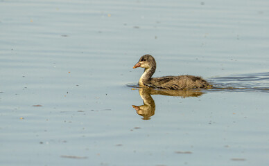 young common Eurasian coot (Fulica atra)