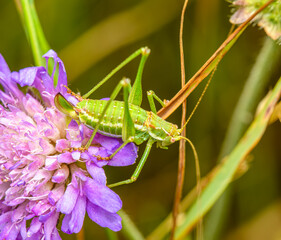 green grasshopper on purple flower