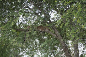 Leopard Resting Gracefully on Tree Branch in Serengeti National Park, Tanzania